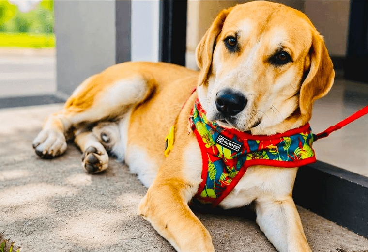 Adopte a un amigo fiel: 'Duque'