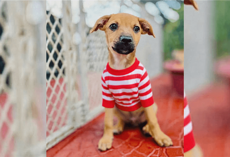 Adopte a un amigo fiel: 'Boris'
