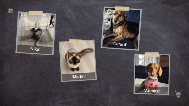 ¿Las ha visto? Ayude a reunir a estas cuatro mascotas con sus familias