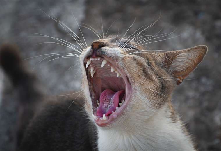 Vacunar a perros y gatos es clave: la rabia silvestre sigue presente en el país