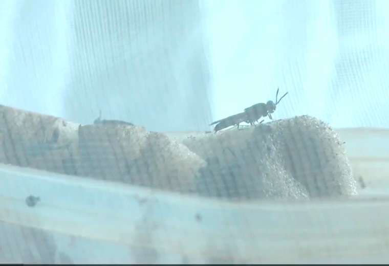 Mosca soldado negra se convierte en solución para los residuos orgánicos
