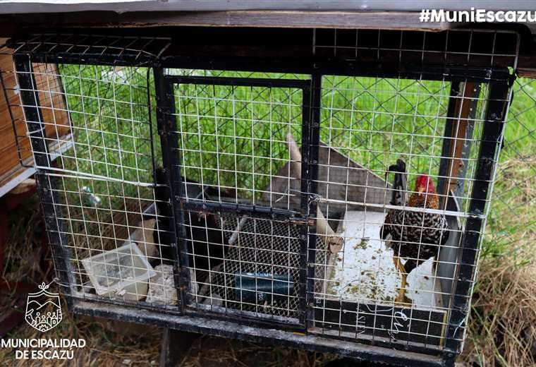 Gallos de Panamá y República Dominicana aparecen en gallera ilegal intervenida en Escazú