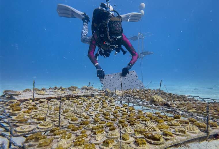 Científicos de Florida buscan corales resistentes al calor ante cambio climático