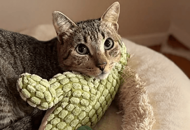 Adopte a un amigo fiel: 'Maluma'