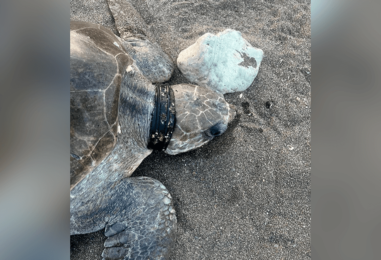 Video: Tortuga lora llegó a Ostional con un peligroso “collar” plástico