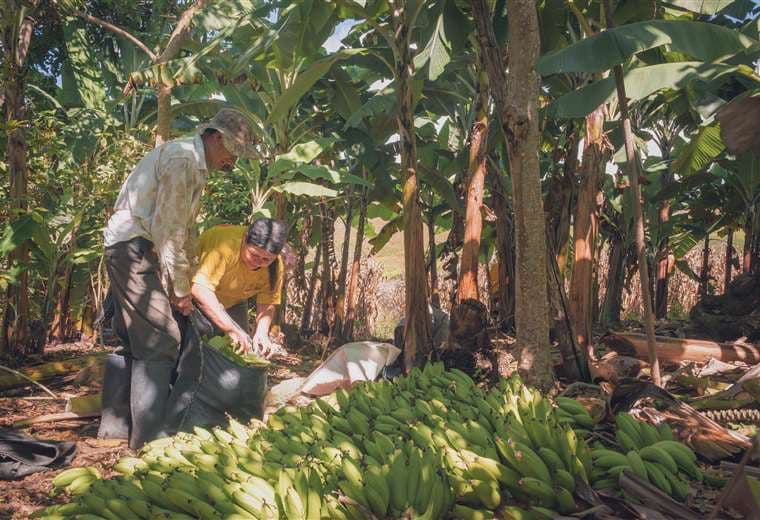 Inteligencia artificial se abre campo entre agricultores ticos: así se utiliza