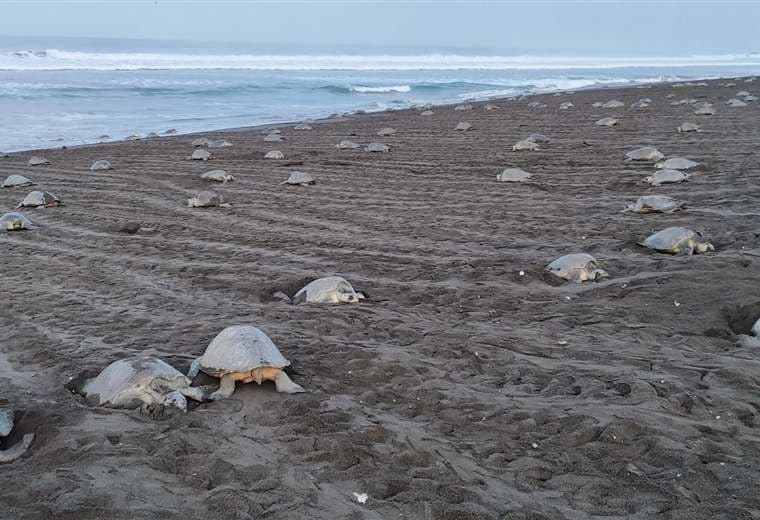 Gigantesco arribo de tortugas lora ya suma nueve días en Ostional