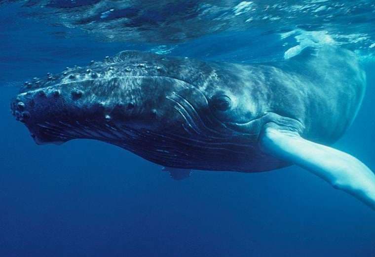 "Nadie había escuchado nada parecido":  extraordinario momento en que el mundo supo que las ballenas cantan