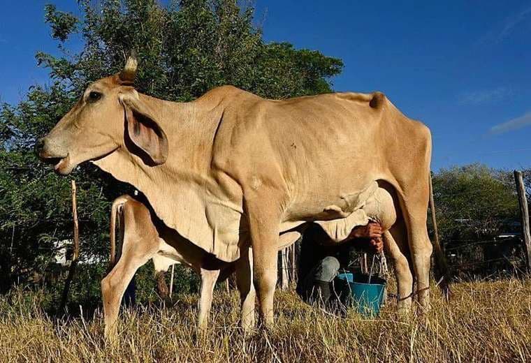 "El ganado se está muriendo de sed y hambre": devastador impacto de El Niño se siente en Centroamérica