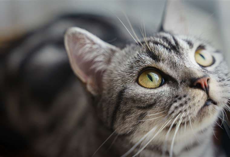 Leucemia felina: ¿cómo puede proteger a su gato?