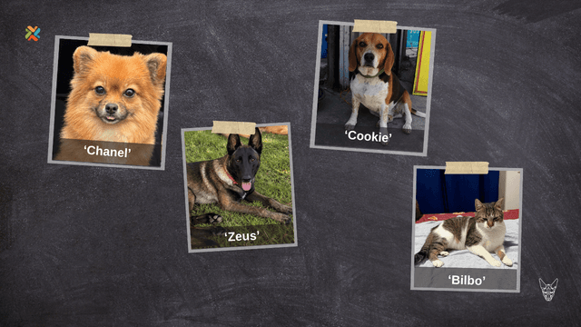 ¡De vuelta a casa! Ayude a que cuatro familias encuentren a sus mascotas perdidas