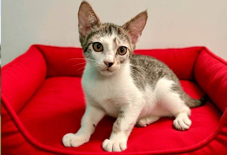 Adopte a un amigo fiel: 'Moisés'