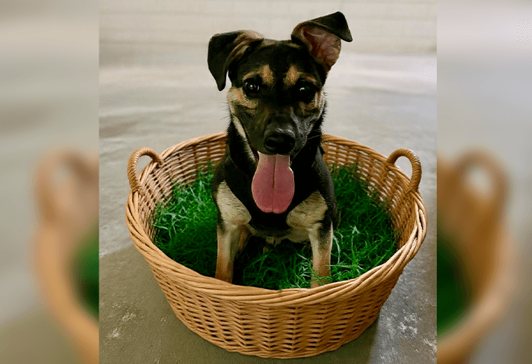 Adopte a un amigo fiel: 'Tomy'