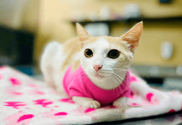 Adopte a una amiga fiel: 'Fanta Naranja'