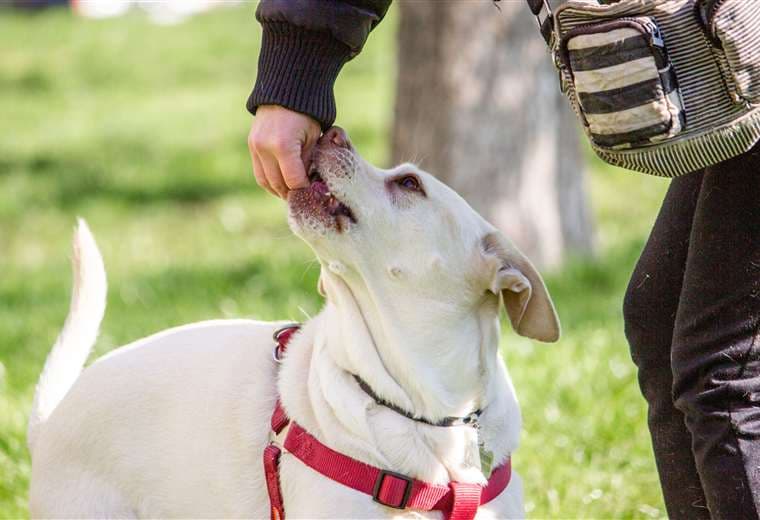 ¿Su mascota está comiendo de más? Estos errores pueden provocar sobrepeso
