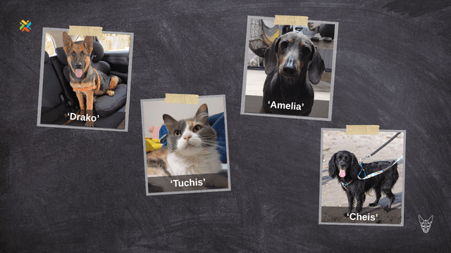 Estas cuatro mascotas están perdidas y sus familias las buscan