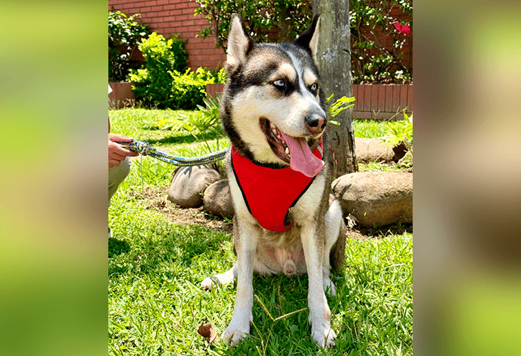 Adopte a un amigo fiel: 'Zeus'