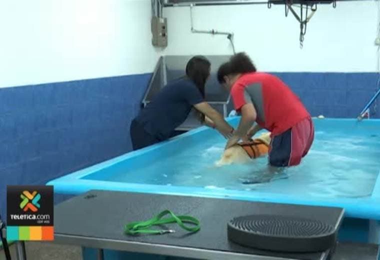Fisioterapia para animales es la novedad en el país