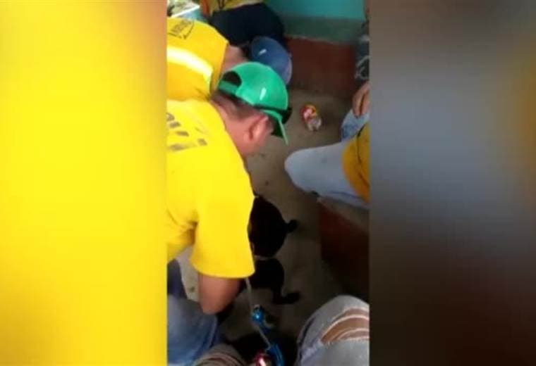 Maltrato animal perro La Cruz de Guanacaste