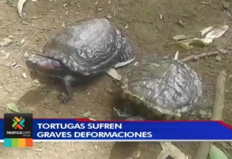 Mayoría de tortugas en cautiverio tienen graves deformaciones