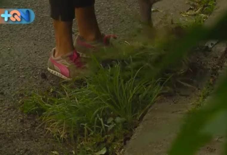 Heroina de los gatos