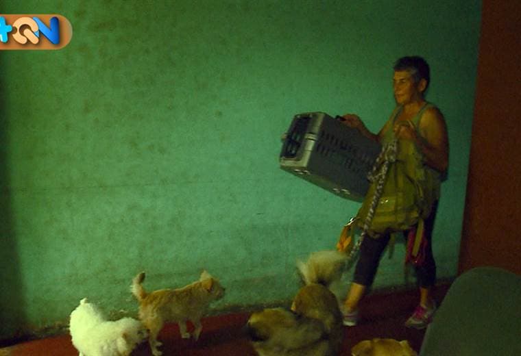 animales abandonados