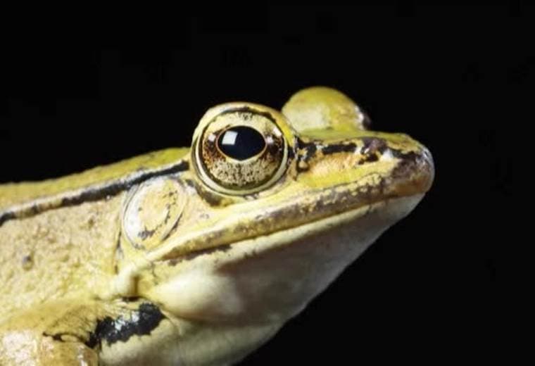 Parte de la serie "Untamed Costa Rica" para Nat Geo Wild y National Geographic, se está filmando en el país desde julio de este año y se estrenará en enero del 2018.
