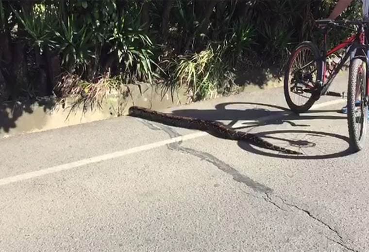 Enorme serpiente fue captada esta mañana en Heredia