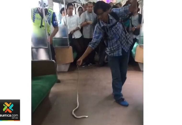 Pasajero mata serpiente que viajaba en transporte público en Indonesia