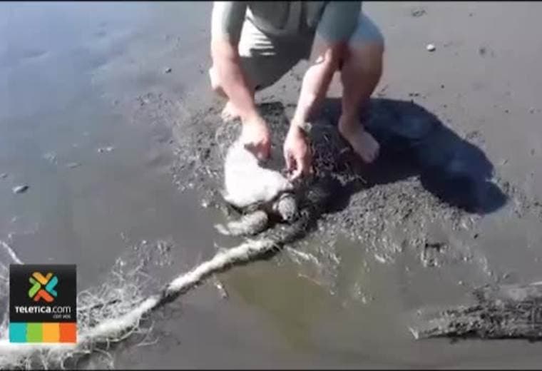 32 tortugas y un cocodrilo han quedado atrapados entre redes de pesca en playa Hermosa - Punta Mala