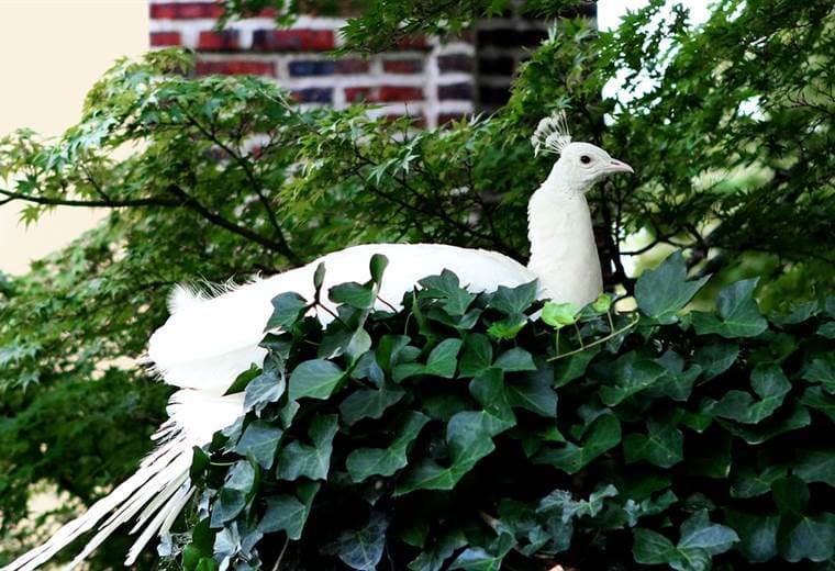 Roban exóticos pavos reales en Alajuela