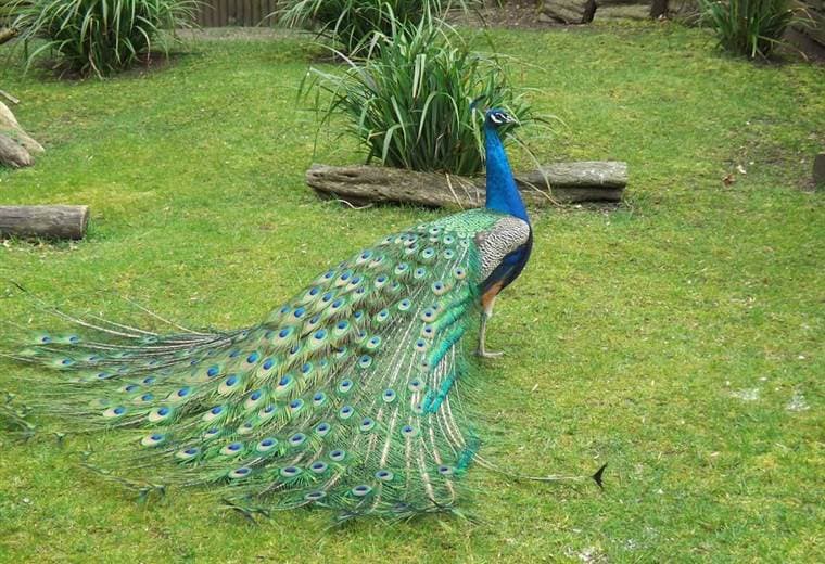 Roban exóticos pavos reales en Alajuela