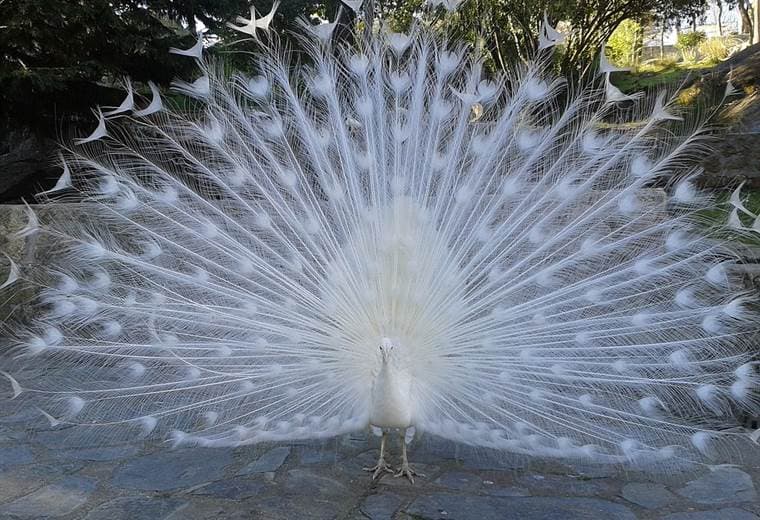 Roban exóticos pavos reales en Alajuela