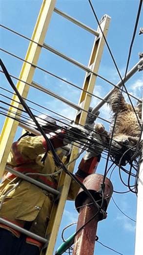 Bomberos rescatan perezoso del cableado eléctrico en Alajuela