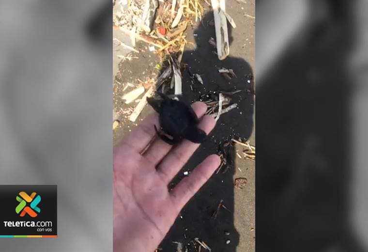 Vecino de Puntarenas denuncia la muerte de decenas de tortugas recién nacidas
