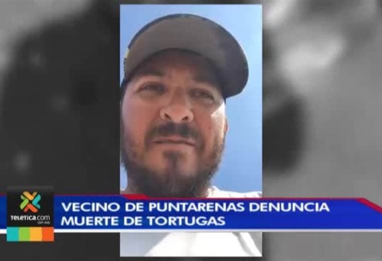Vecino de Puntarenas denuncia la muerte de decenas de tortugas recién nacidas