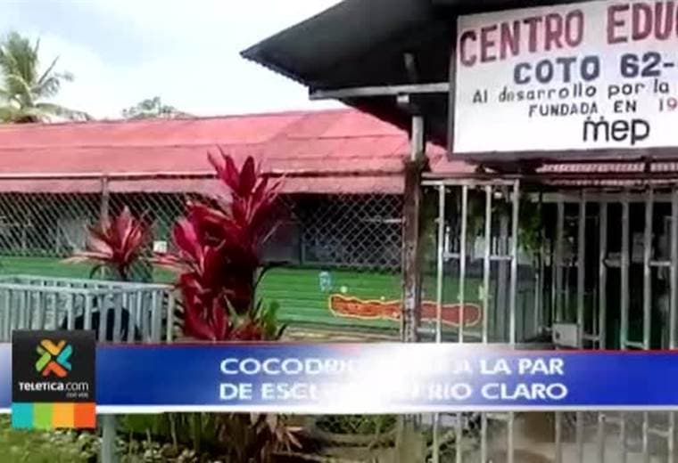 Cocodrilo que vive cerca de una escuela en Río Claro de Golfito preocupa a la comunidad