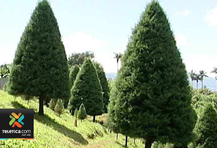 Municipalidad de San José recibirá árboles de Navidad para su debida destrucción
