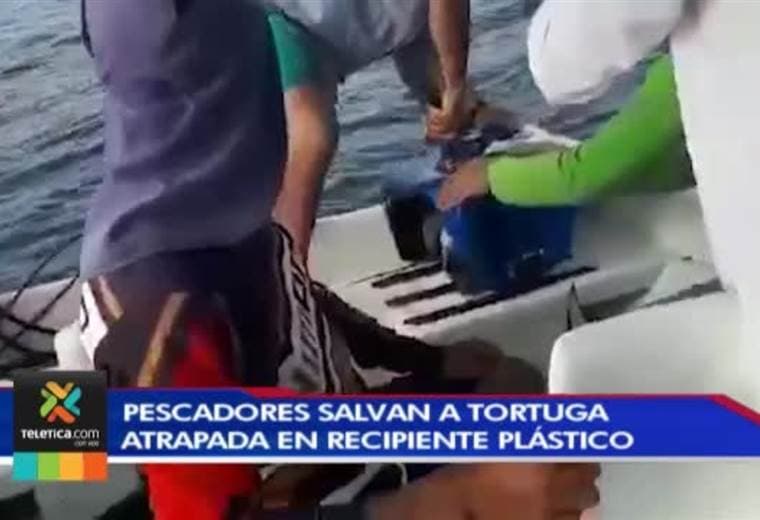 Pescadores de Osa salvan a tortuga atrapada en recipiente plástico