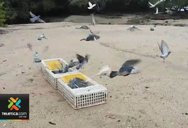 Campeonato nacional de palomas mensajeras arrancó este domingo