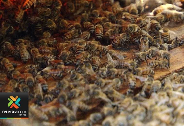 Conocer si es alérgico al veneno de abejas podría salvarle la vida