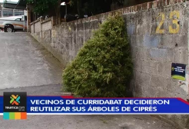 Vecinos de Curridabat decidieron reutilizar sus árboles de ciprés