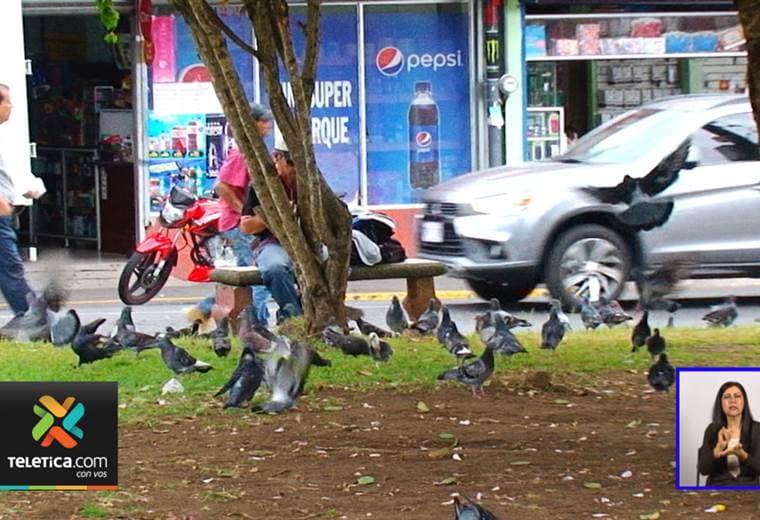 Ministerio de Salud prohibiría el paso por el parque de Guadalupe por la gran cantidad de palomas