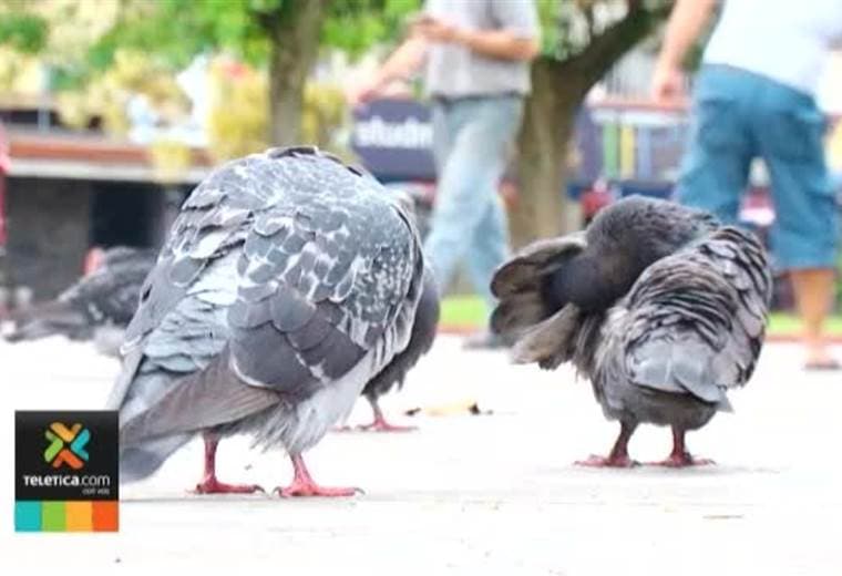 Autoridades darán alimento anticonceptivo a palomas para evitar sobrepoblación en Guadalupe