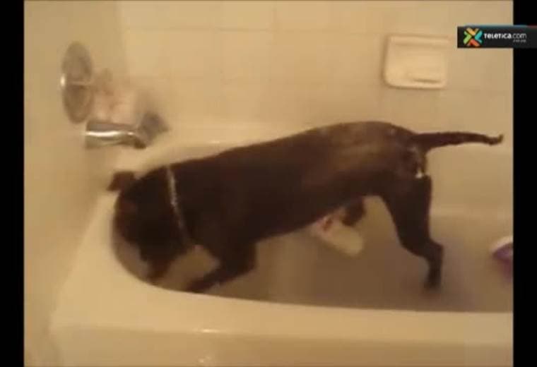 Siga estos tips para mejorar la experiencia de baño de su perrito
