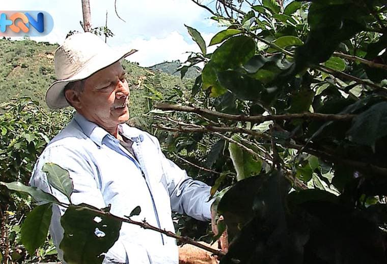 León Cortés es un cantón josefino conocido por la alta producción del grano de oro, decenas de familias viven del café, y nosotros fuimos a compartir con una de ellas.