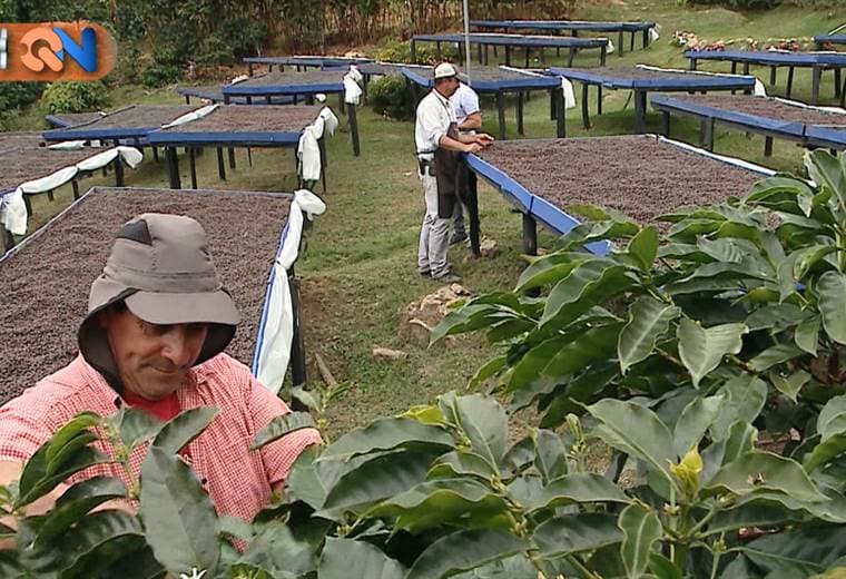 Edgar Ureña y su hermano Martín llevan toda la vida entre cafetales. Ellos son dos de los muchos buenos productores en León Cortés.