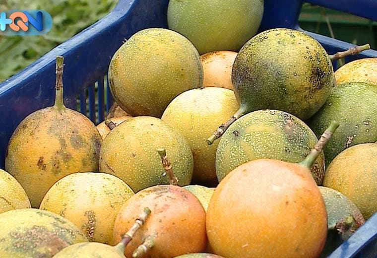 A más de 2000 mil metros de altura se esconden unas frutas dulces y que brindan sustento a la mayoría de habitantes de este distrito de León Cortés
