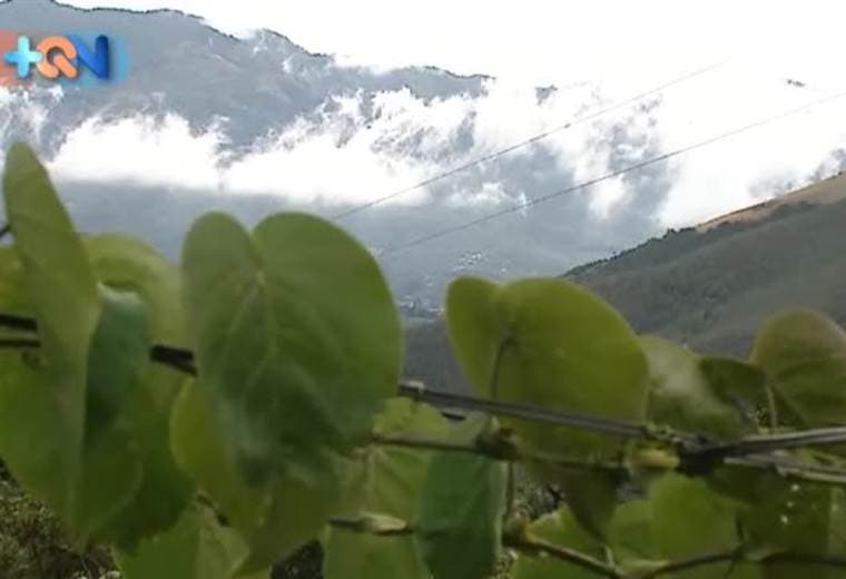 A más de 2000 mil metros de altura se esconden unas frutas dulces y que brindan sustento a la mayoría de habitantes de este distrito de León Cortés