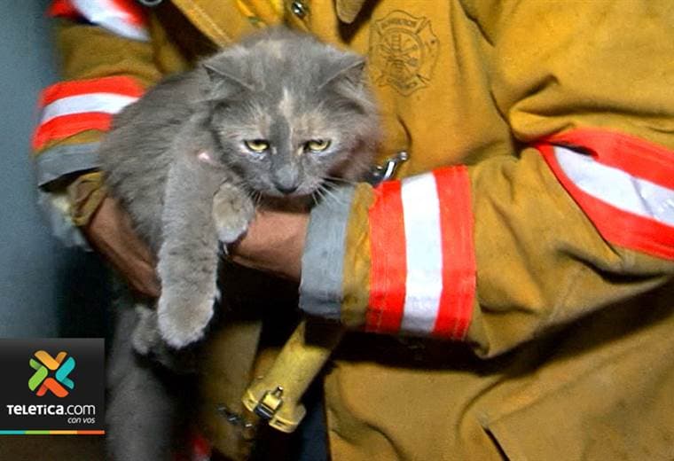 En una semana el Cuerpo de Bomberos ha rescatado 10 gatos